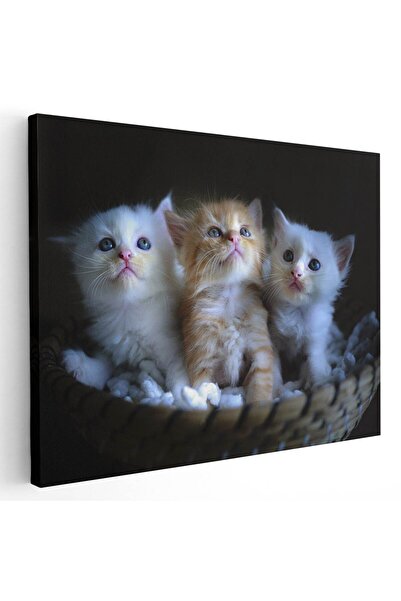 Tablou Canvas Tablou 3 pisicute in cosulet, cod 3061