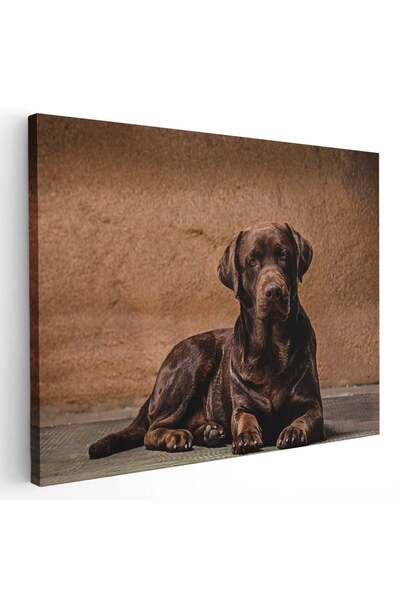 Tablou Canvas Tablou caine Labrador Retriever maro, cod 3255