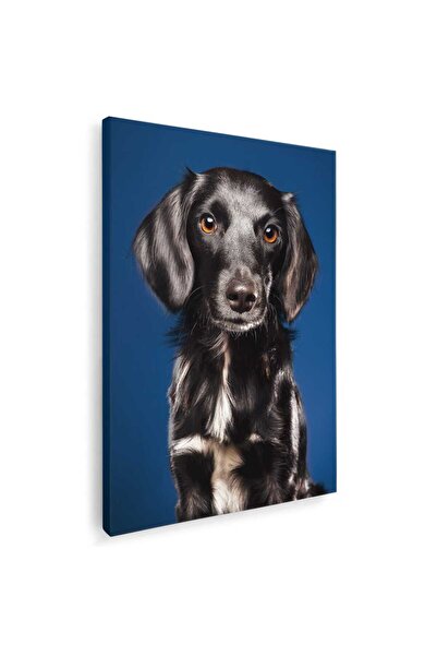 Tablou Canvas Tablou caine Retriever cu blana neteda, cod 4148