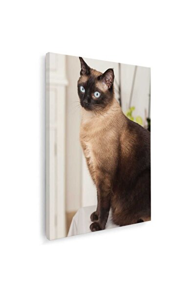 Tablou Canvas Tablou pisica siameza maro pisici, cod 3086