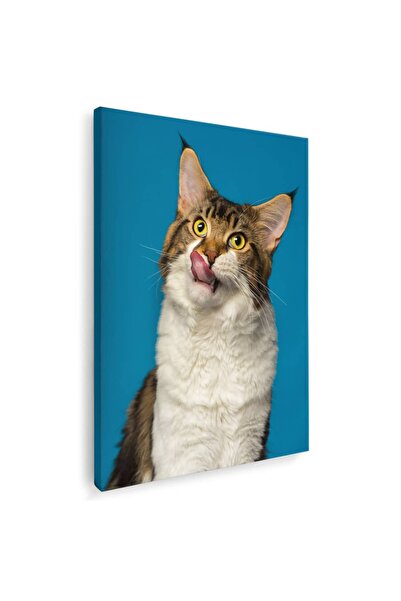 Tablou Canvas Tablou pisica Maine Coon, cod 4249