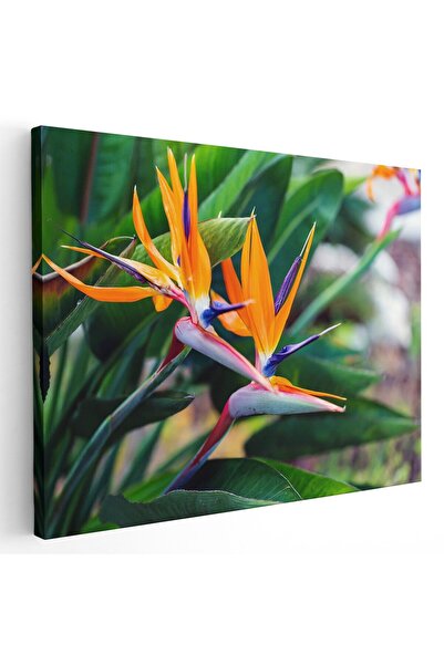 Tablou Canvas Tablou floare pasarea paradisului, portocaliu, mov, verde, cod ...