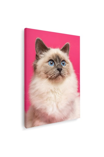 Tablou Canvas Tablou pisica birmaneza cu ochi albastri pisici, cod 3077