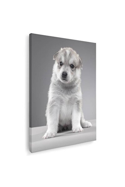 Tablou Canvas Tablou caine Husky Siberian, cod 4161