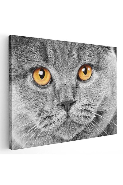 Tablou Canvas Tablou portret pisica gri detaliu, cod 3063