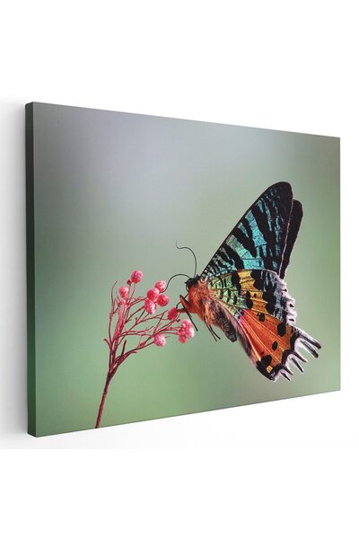 Tablou Canvas Tablou fluture molie de apus din Madagascar, cod 1583
