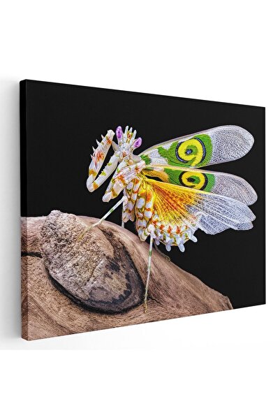 Tablou Canvas Tablou calugarita fluture fundal negru, galben, verde, cod 1435