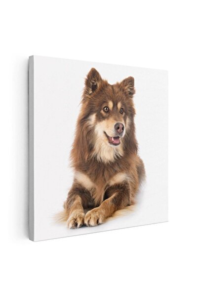 Tablou Canvas Tablou caine rasa Lapphund finlandez, cod 4260