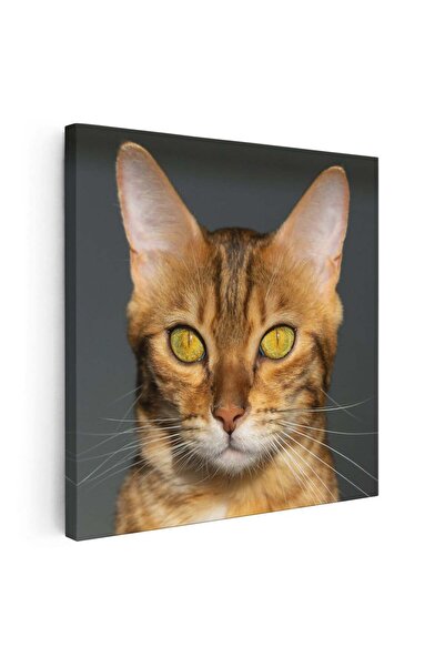 Tablou Canvas Tablou portret pisica bengaleza, cod 4216