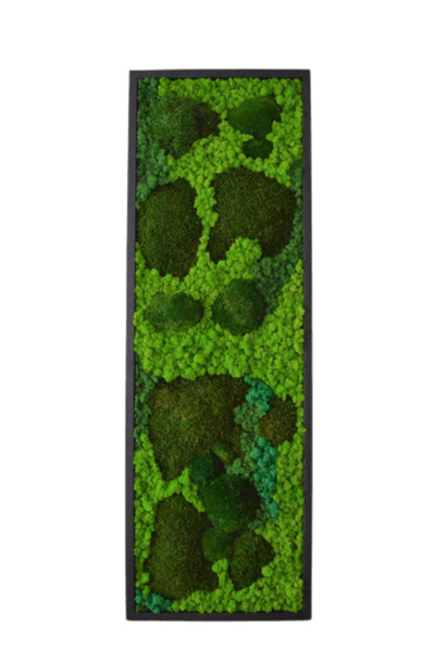 Narium Tablou cu mușchi 120×30 cm