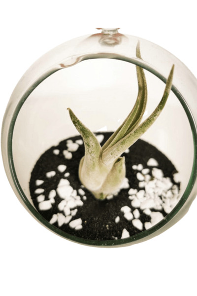 Narium Terariu „Din cenușă”