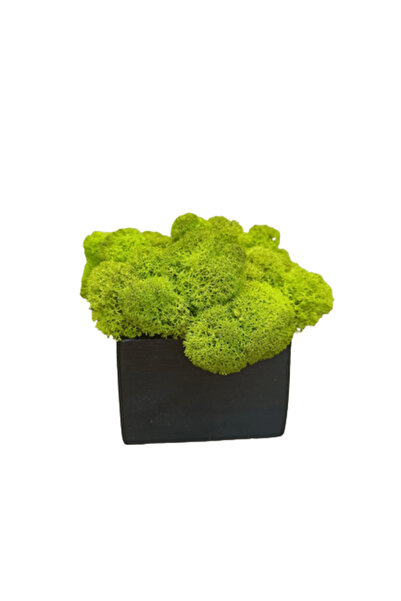 Narium Decorațiuni din licheni