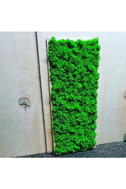 Narium Tablou cu mușchi stabilizat 70x30 cm