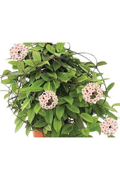 YEŞİLİMARKET Mum Çiçeği Beyaz Renk (HOYA CARNOSA) 15-25 cm Sarmaşık-Kokulu