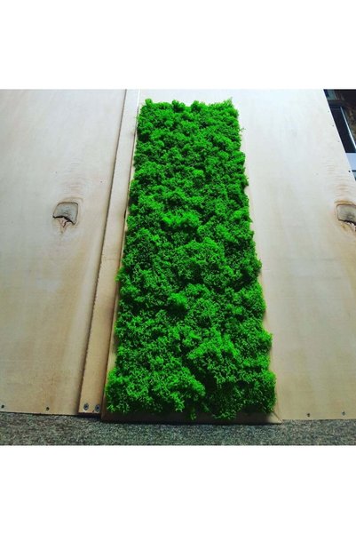 Narium Tablou cu mușchi stabilizat 70×30 cm