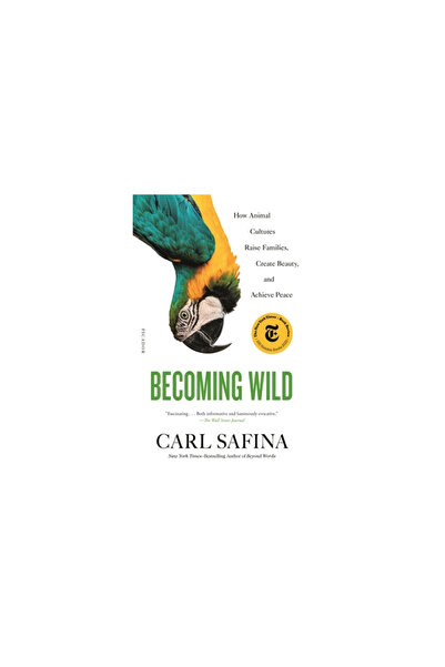 Picador Becoming Wild: How Animal Cultures Raise Families, Create Beauty, and Achieve Peace