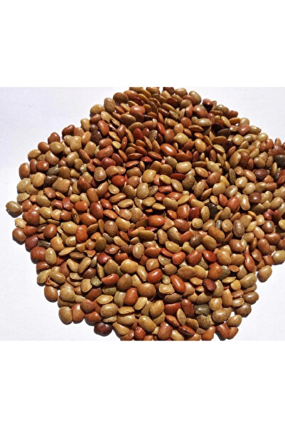 Natural جرام حصان 1 كجم (كولثي دال / شاني كي دال) × 10