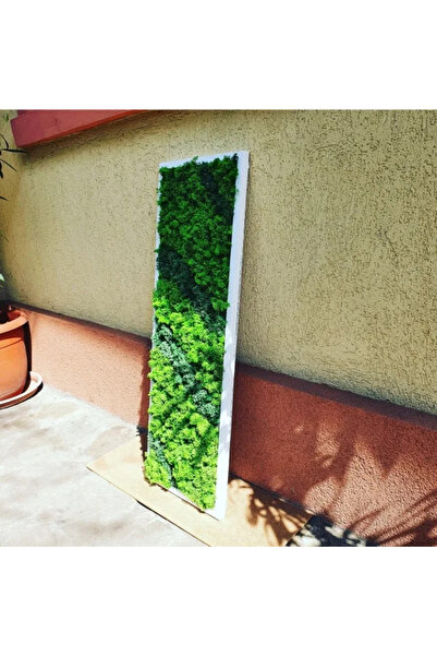 Narium Lichen Art Frame 100×30 cm