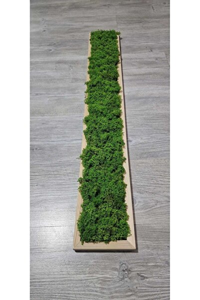 Narium Tableau with Stabilized Moss 100x15 cm