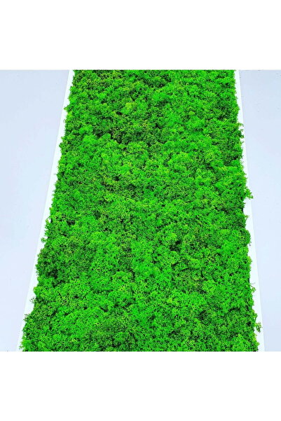 Narium Stabilized Moss Frame 70×30 cm