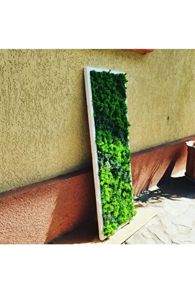 Narium Lichen Art Frame 100×30 cm