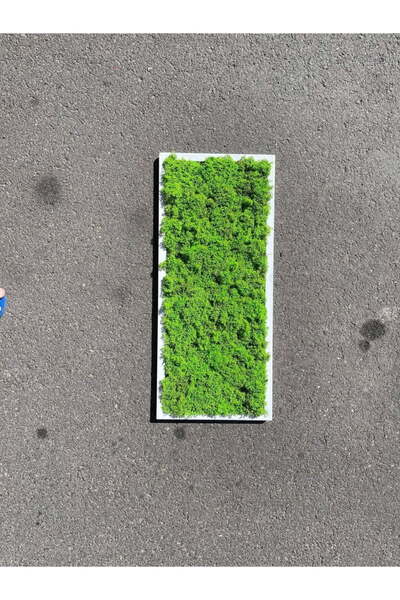 Narium Tablou cu licheni 70×30 cm