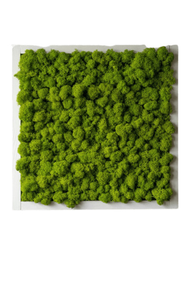 Narium Tablou Licheni 40x40 cm