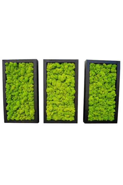 Narium Set tablouri din licheni 30x15 cm