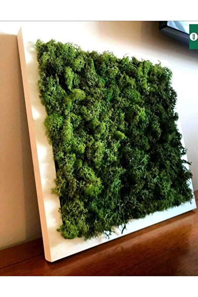 Narium Tablou cu licheni 30×30 cm