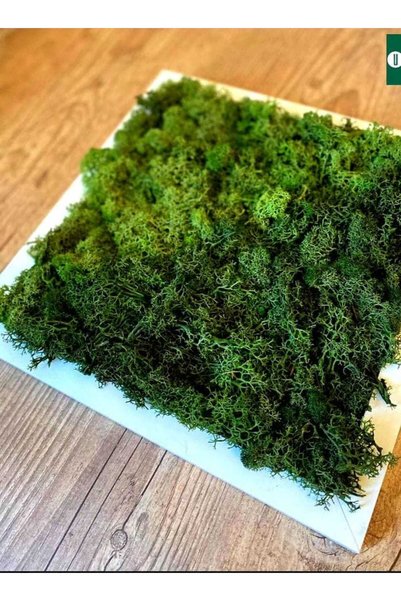 Narium Tablou cu licheni 30×30 cm