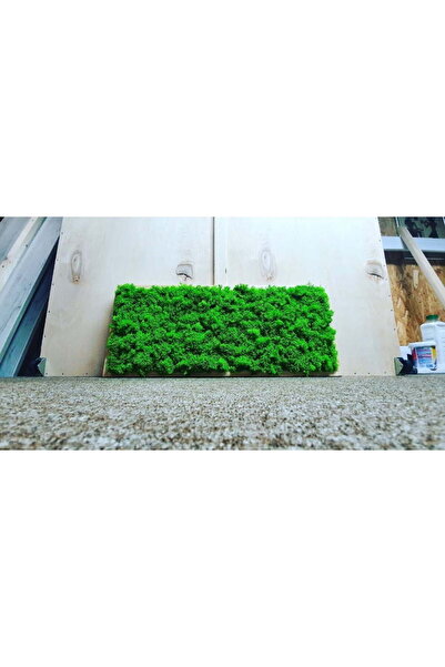 Narium Tablou cu licheni 70x30 cm