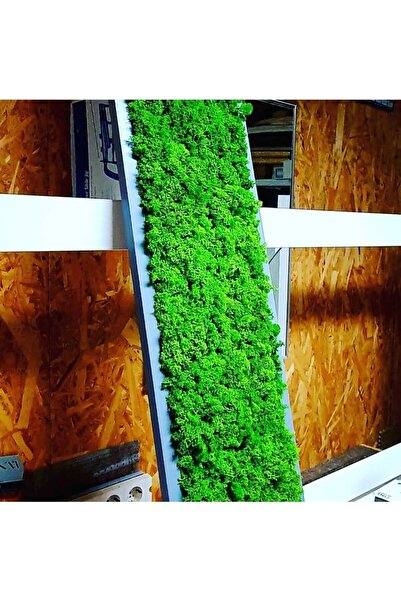 Narium Stabilized Moss Frame 100×20 cm