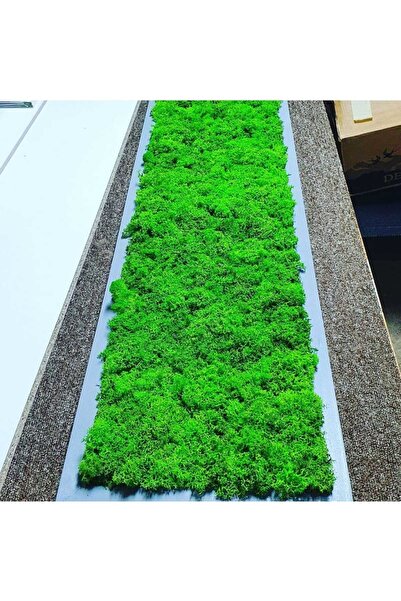 Narium Stabilized Moss Frame 100×20 cm
