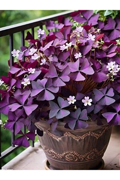 Gardenbox Mor Süs Yoncası (Oxalis Triangularis) 20–30 cm İç Mekan Dekoratif S...