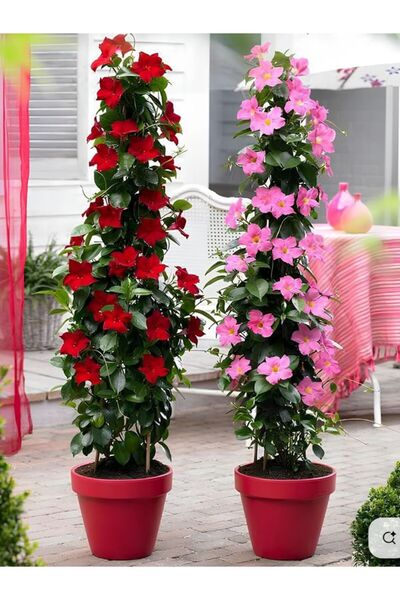 Gardenbox Karışık Renkli Mandevilla Kırmızı-Beyaz 30–60 cm Bol Çiçekli Sarmaş...
