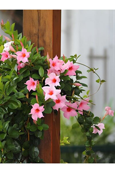 Gardenbox Pembe Mandevilla Sarmaşık 30–60 cm Renkli Çiçekleriyle Yaz Boyu Açan