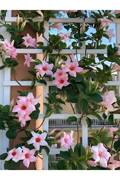 Bitkim Sende Pembe Çiçekli Mandevilla 30–60 cm – Sandavilla Bahçe ve Balkon İçin Zarif Sarmaşık