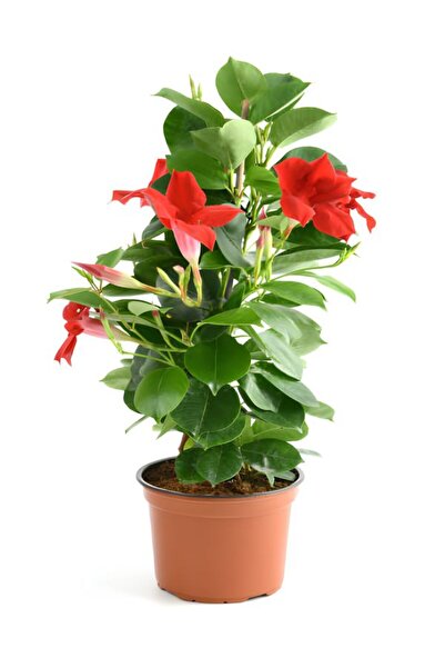 serada decor & plant Dekoratif Kırmızı Mandevilla 30–60 cm – Sandavilla Çiçek...