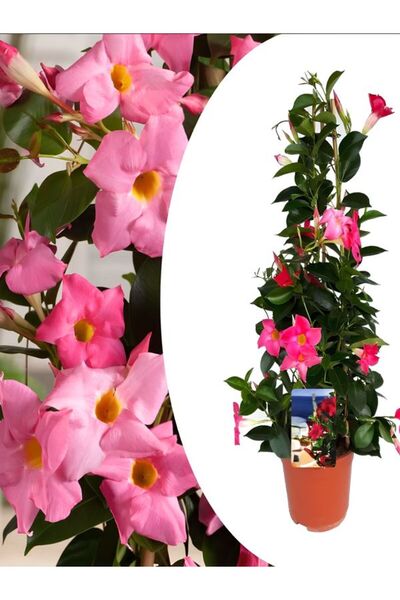 Gardenbox Pembe Mandevilla 30–60 cm Sandavilla Bahçe, Balkon ve Teras İçin Çi...