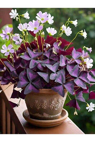 Bitkim Sende Mor Uyku Çiçeği (Süs Yoncası) 20–30 cm Zarif Görünümlü Dekoratif...