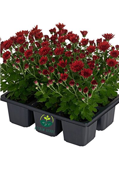 Bitkim Sende Formlu Kırmızı Mini Kasımpatı Saksılı 10–15 cm – Canlı Renkli Çi...