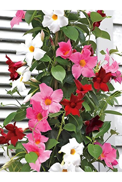 Gardenbox Renkli Mandevilla Sarmaşık Bitkisi 30–60 cm Üç Renk Çiçekli (Pembe,...