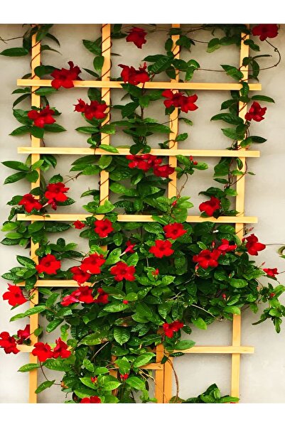 Gardenbox Kırmızı Mandevilla 30–60 cm Sandavilla Bahçe ve Balkon İçin Çiçekli...