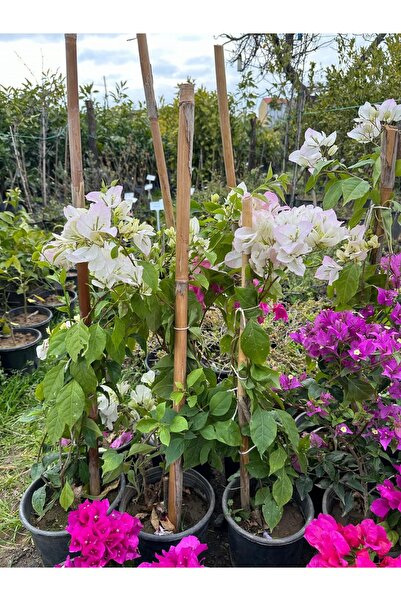 Nura Botanik Rengarenk 4 Adet Begonvil Seti 40-60cm Saksılı Sarmaşık/Bodur Çiçekli Bahçe Salon Çiçeği