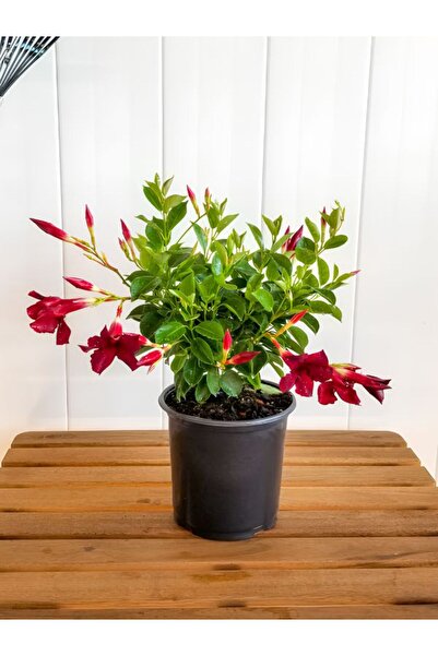 Nura Botanik Kırmızı Mandevilla Sarmaşık 30–60 cm – Yaz Boyu Çiçek Açan Saksı Bitkisi