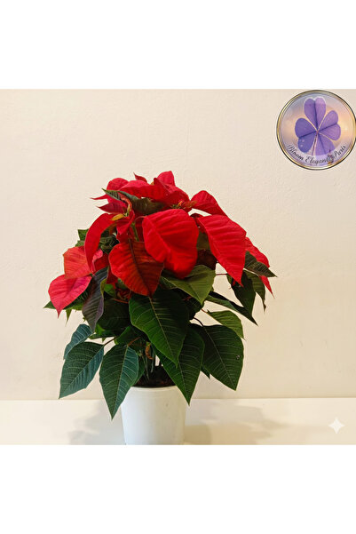 şengülca Büyük Boy Canlı Atatürk Çiçeği (Poinsettia) Kırmızı Yapraklı 40 cm Ev/Ofis Salon Bitkisi