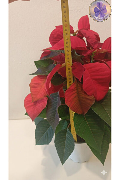 şengülca Büyük Boy Canlı Atatürk Çiçeği (Poinsettia) Kırmızı Yapraklı 40 cm Ev/Ofis Salon Bitkisi