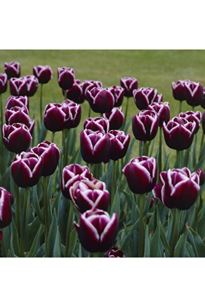 LOBELYA TOHUMCULUK 5 Adet Bordo-Beyaz Renkli Lale Çiçek Soğanı