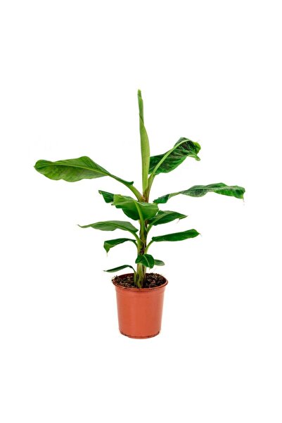 ruzgarbotanik Muz Fidanı Saksılı 40 Cm 60 Cm