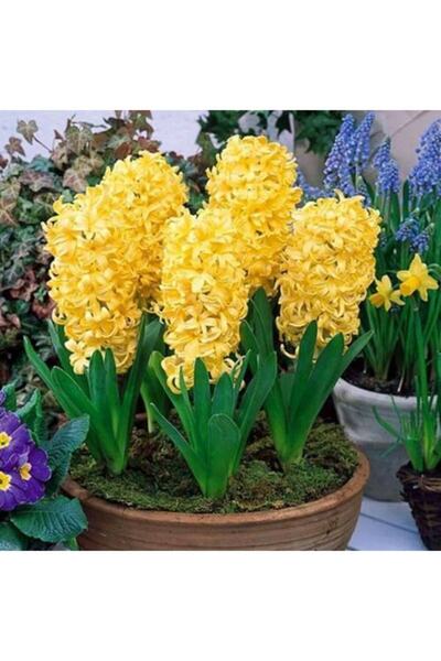 LOBELYA TOHUMCULUK 5 Adet Sarı Renkli Sümbül Çiçeği Soğanı Kokulu
